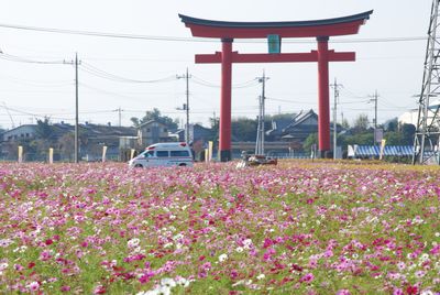 kosumosu16.jpg