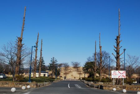 fuyokesiki1.jpg