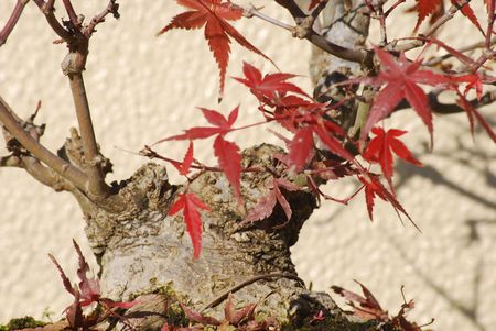 MOMIJI1.jpg