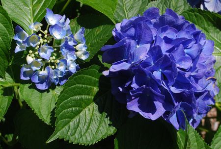ajisai71.jpg