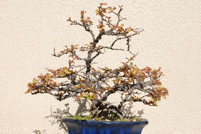 choujyu7.jpg