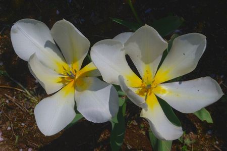 cyurippu55.jpg