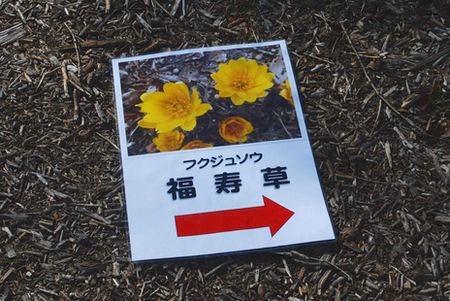fukujyusou34.jpg