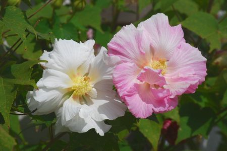 fuyou16.jpg