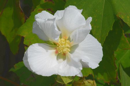 fuyou19.jpg