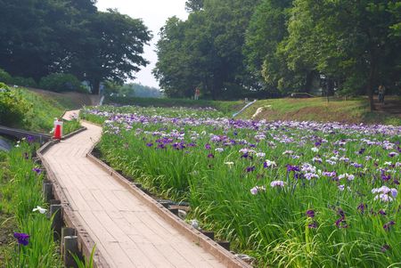 hanashobu80.jpg