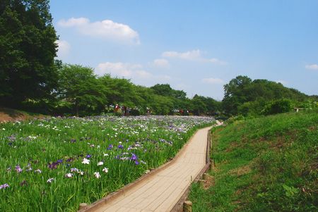 hanashobu82.jpg