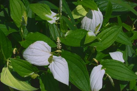 hangesho1.jpg