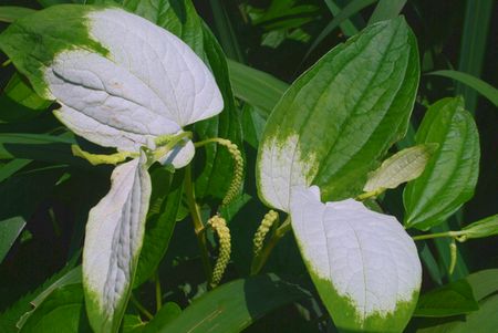 hangesho9.jpg