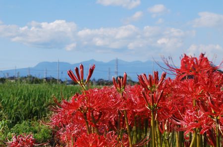 higanbana105.jpg