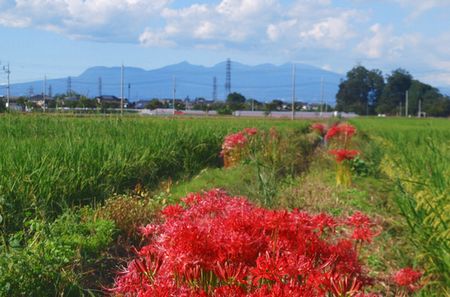 higanbana106.jpg