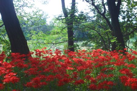 higanbana107.jpg
