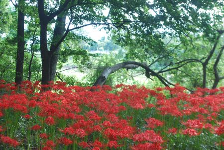 higanbana108.jpg