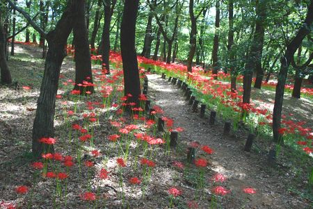 higanbana62.jpg