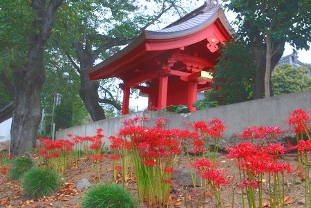 higanbana95.jpg
