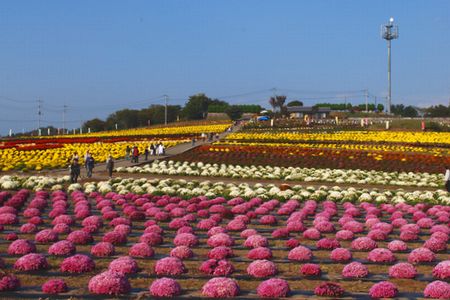 kiku106.jpg