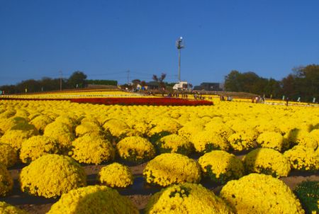 kiku131.jpg