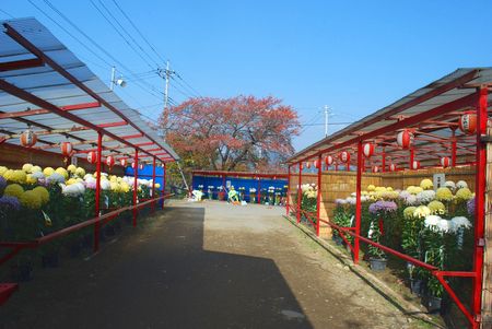 kiku154.jpg