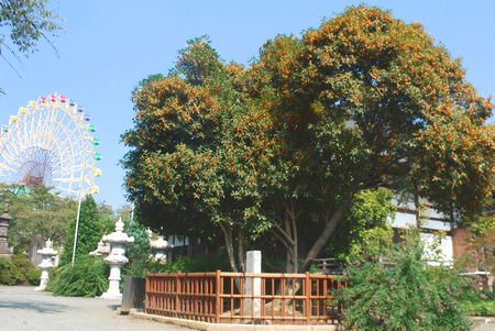kinmokusei2.jpg