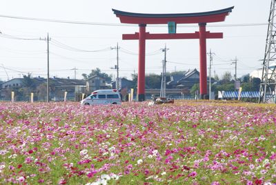 kosumosu16.jpg