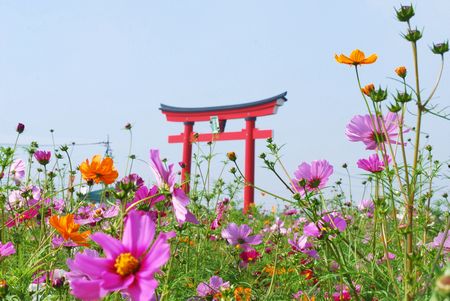 kosumosu50.jpg