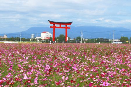 kosumosu77.jpg