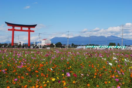 kosumosu83.jpg