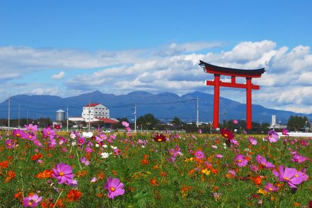 kosumosu86.jpg