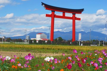 kosumosu87.jpg