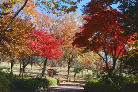 koyo2511232.jpg