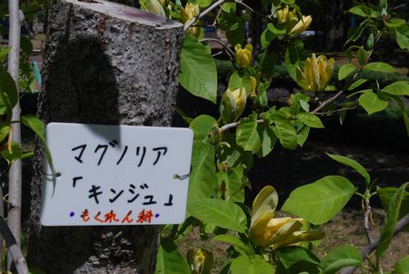 mokuren33.jpg