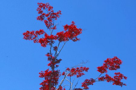 momiji2553.jpg