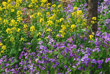 菜の花と紫花菜は 生育環境が似ているらしくどこでも仲良く ハローグラス日誌 ハローグラス