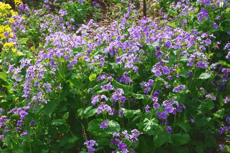 菜の花と紫花菜は 生育環境が似ているらしくどこでも仲良く ハローグラス日誌 ハローグラス