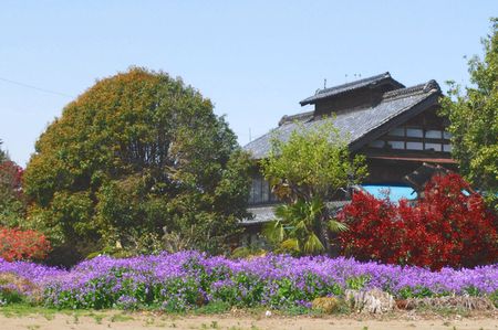 murasaki29.jpg