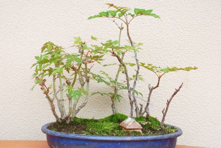 ナナカマド モミジ 苔の寄せ植え盆栽で 里山をイメージした ハローグラス日誌 ハローグラス