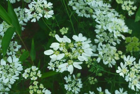 初夏に咲く白い花 オルラヤ 少し離れてシェスターデージー ハローグラス日誌 ハローグラス