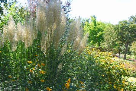 pampas1.jpg