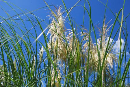 pampas10.jpg
