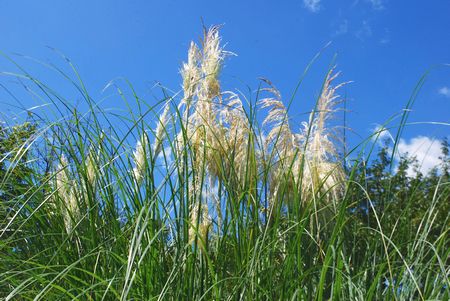 pampas11.jpg