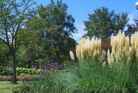 pampas2.jpg