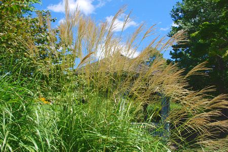 pampas3.jpg