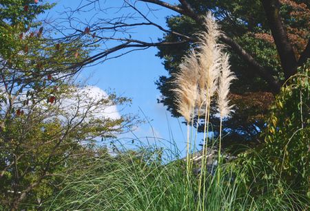 pampas5.jpg