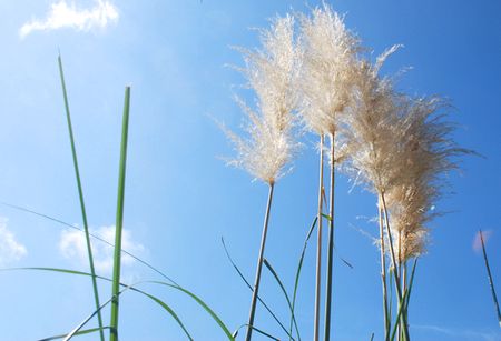 pampas6.jpg
