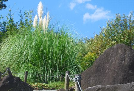 pampas7.jpg