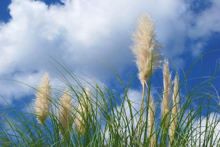 pampas8.jpg