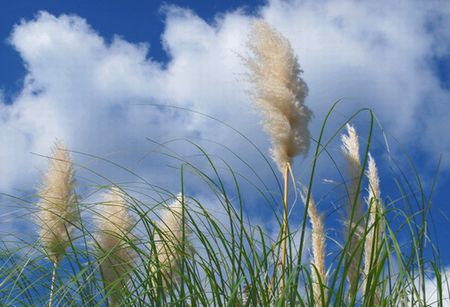 pampas9.jpg