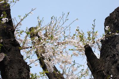 sakura100.jpg