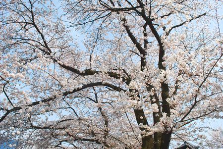 sakura101.jpg