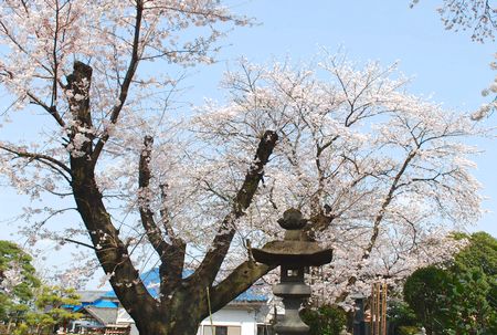 sakura102.jpg